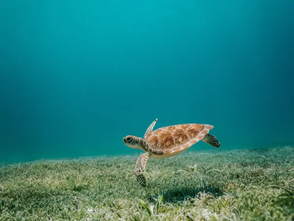 Portrait einer Meeresschildkröte im Wasser, schwebend im blauen Wasser über beige-farbenem Meeresgrund